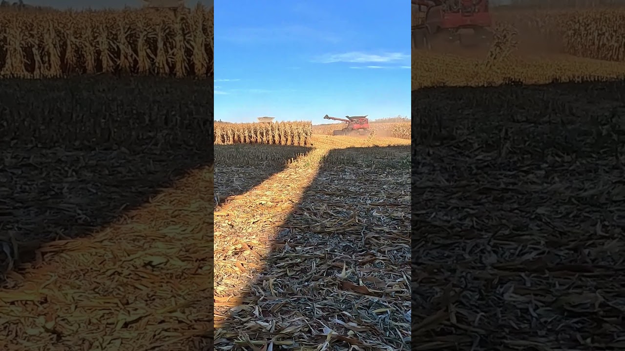 CANADIAN FARMER - YOUR DAILY DOSE OF FARMING - # 116 - CLAAS 8700 CHASING A CASE 8250 IN THE CORN