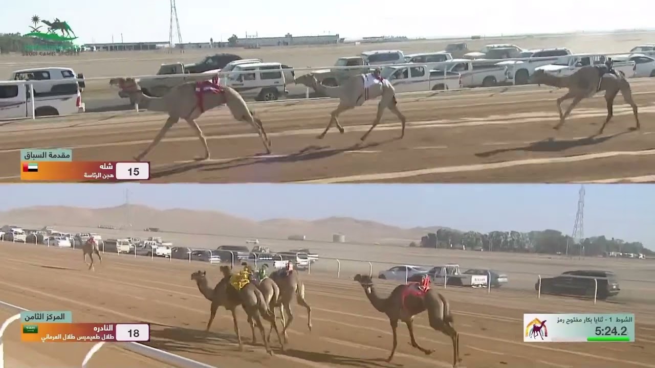 الشوط 1 كأس ثنايا بكار مفتوح مساء يوم الاثنين 4-11-2024 من #كأس_الأولمبية_السعودية_للهجن