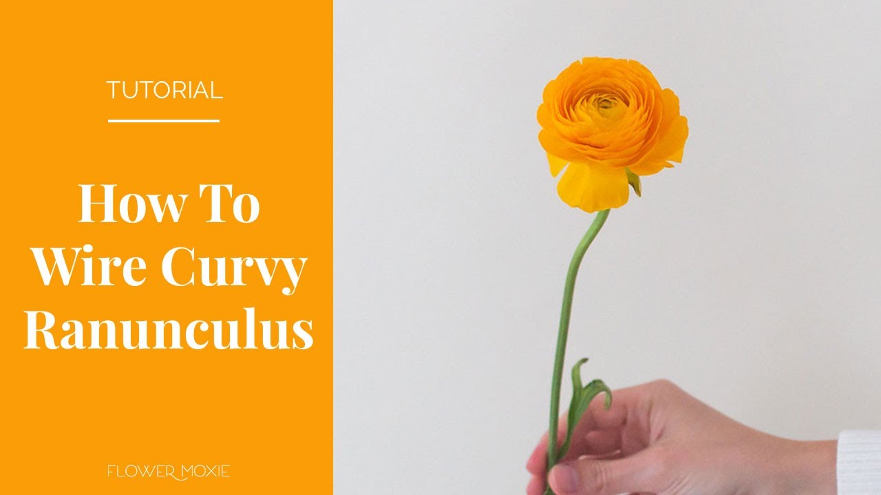 PRO TIP:  How to Wire a Curvy-ass Ranunculus by Flower Moxie