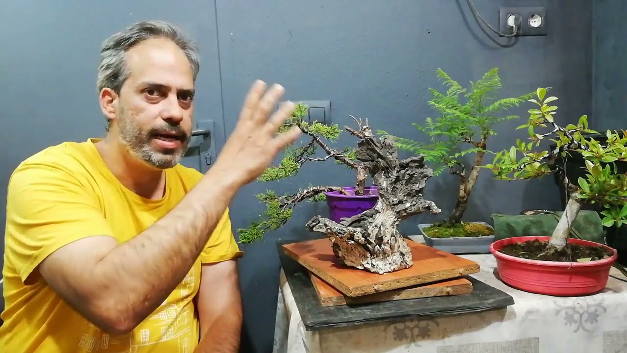 Trasplante junipero pfitzeriana, consejos sobre Eugenia y Jacaranda. Vídeo variado.