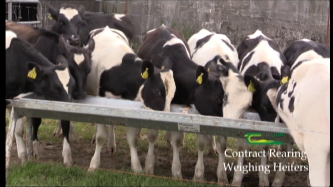 Contract Rearing Part 3: Weighing the Heifers