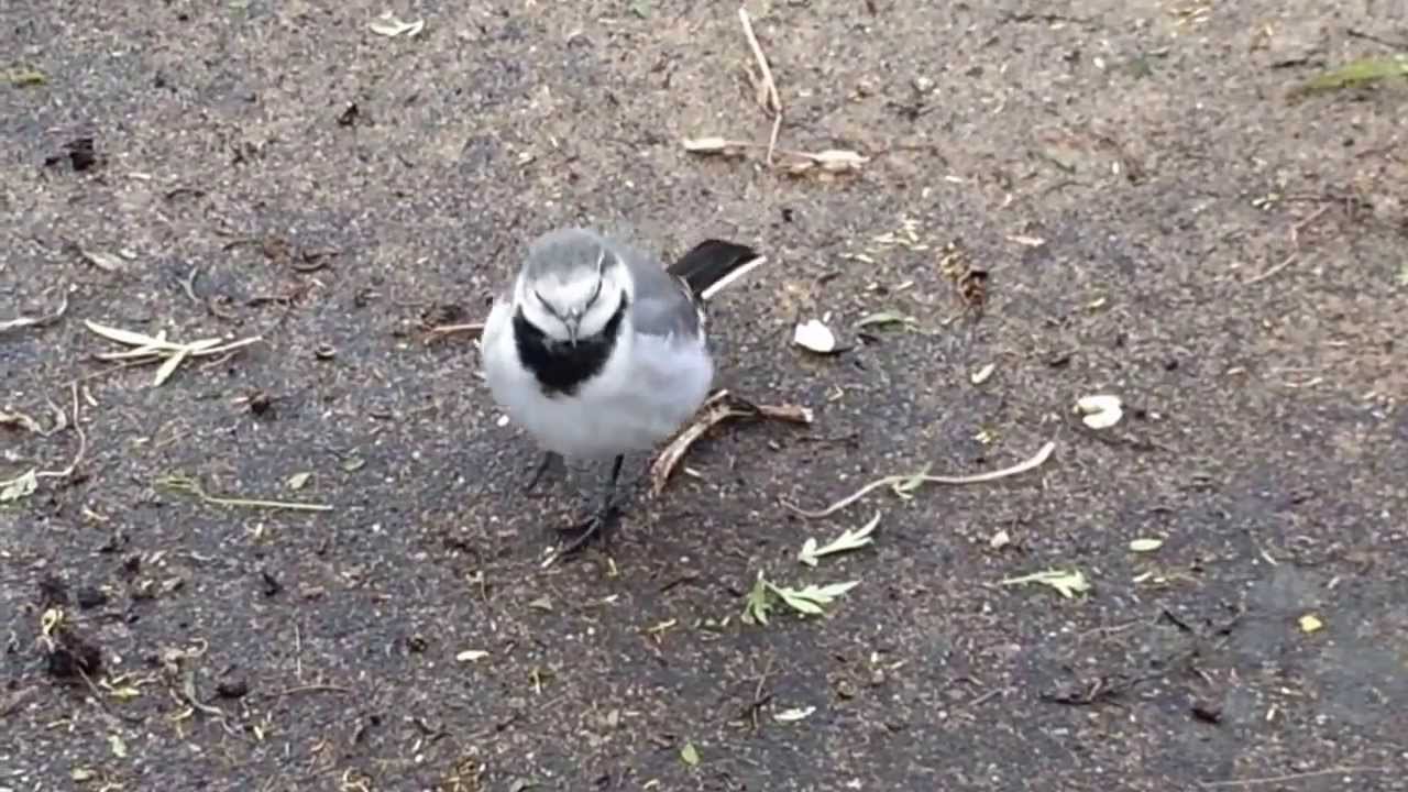 よく遊びに来るメスのハクセキレイ Japanese Pied Wagtail