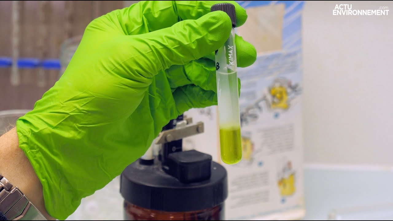Micro-algues : un regain d’intérêt pour le biocarburant