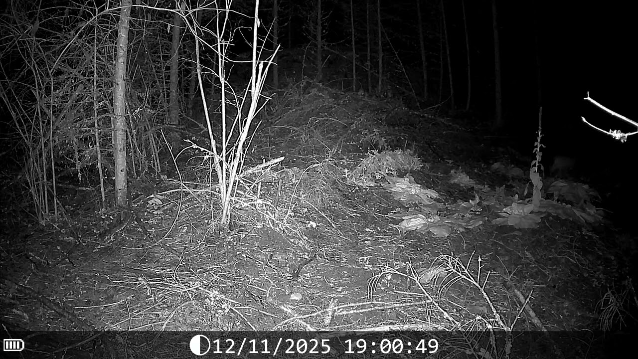 Male bobcat lurking around