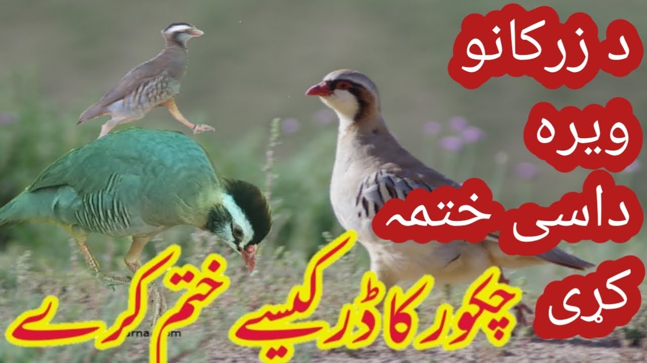 Chakor ka dar kaise khatm karen_ د زرکانو ويره داسى ختمه کړى