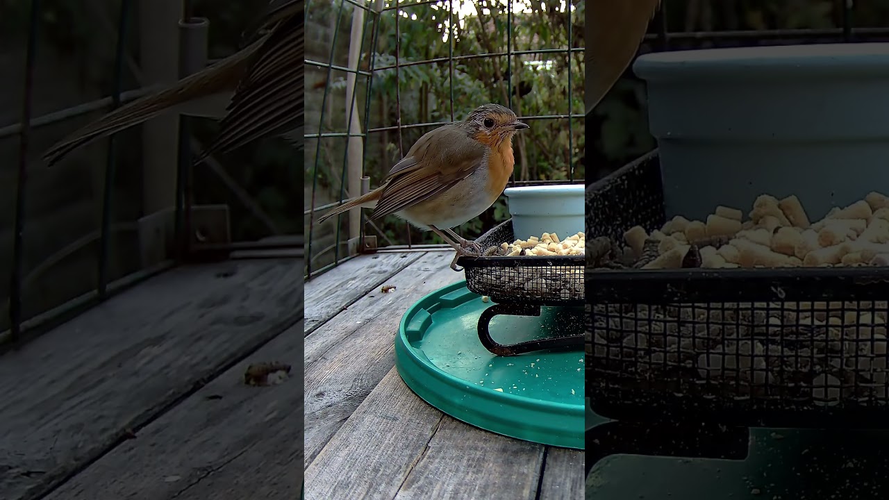 Just a quick snarfle 💚 #robin