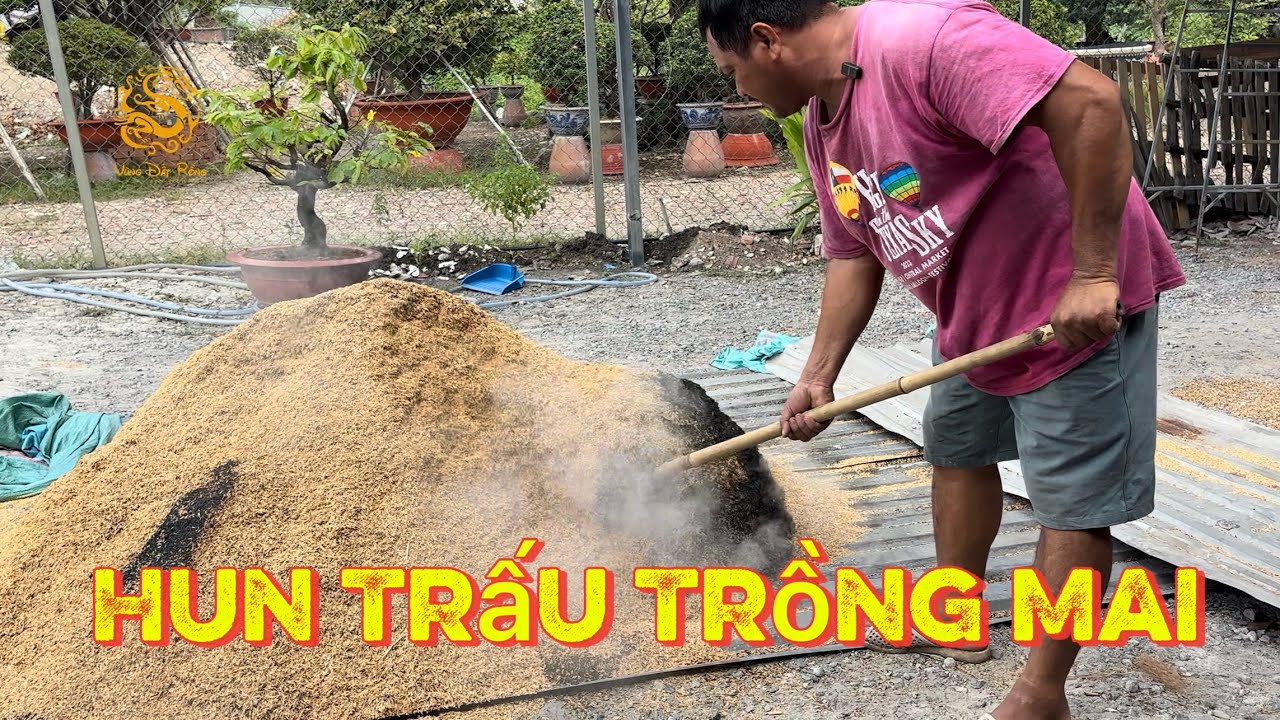 🐉”Công nghệ” hun trấu trồng Mai của a Hoà ở Thủ Đức|Vùng Đất Rồng 
