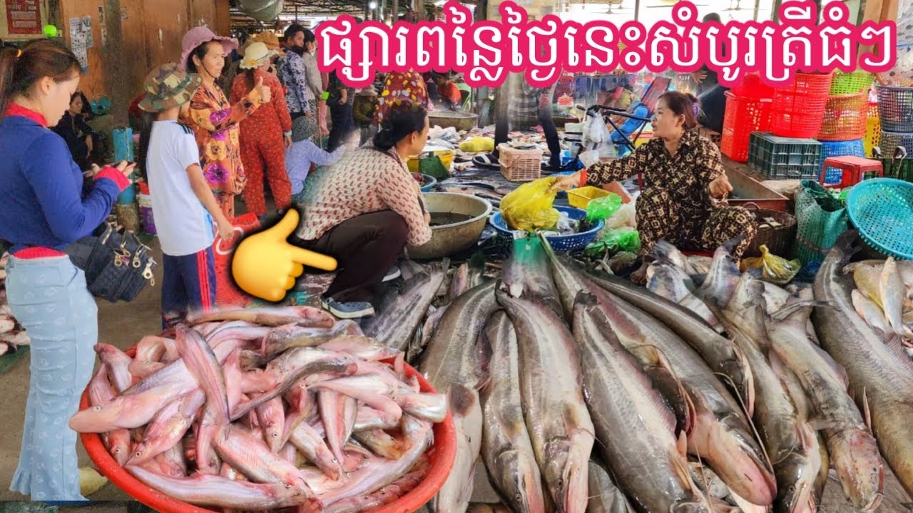 ផ្សារពន្លៃ ថ្ងៃនេះសំបូរត្រីធំៗកេះក្រពាត់នឹងសណ្ដាយ || Freshwater Fish Market KH [Ep. 950]