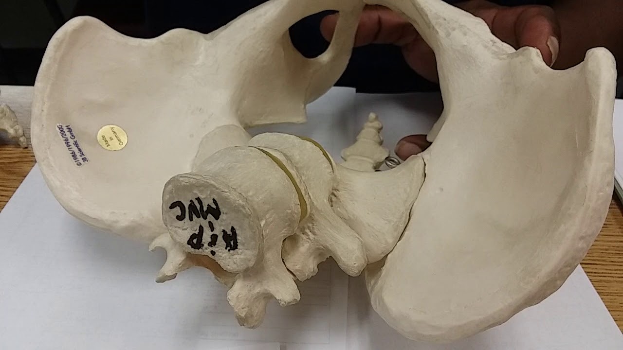 Sacrum 2 of 2
