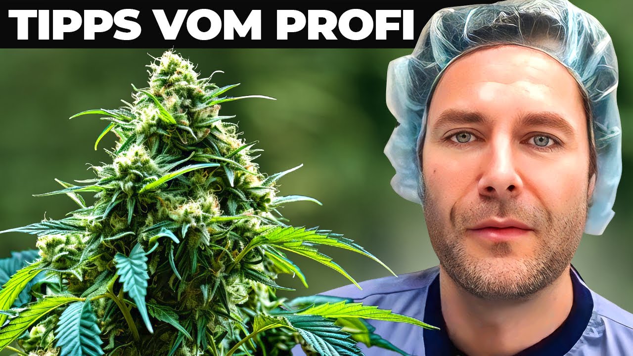 Q&A: Eure 11 h&auml;ufigsten Fragen zum Cannabis-Anbau (NEU)