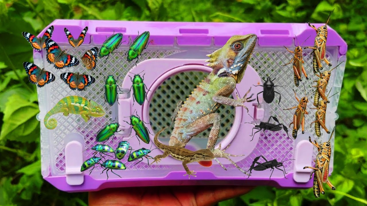 I Catching Insects In The Garden I Got Tropical Mantis, Grasshopper, Butterfly, Sternocera, Lizard