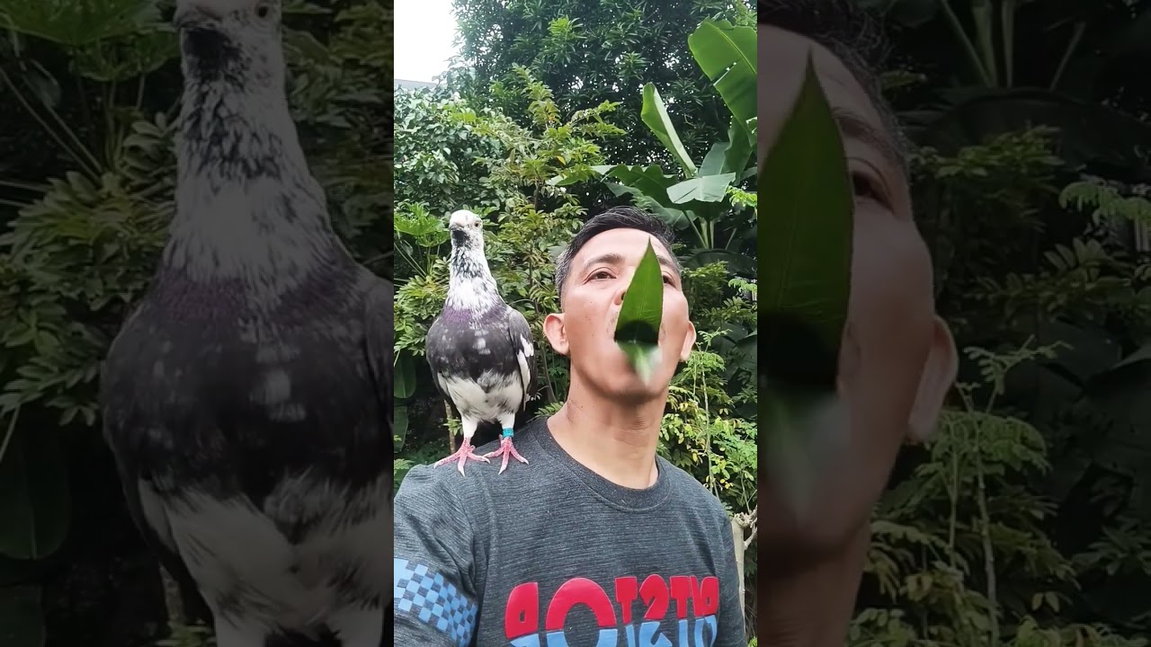 bird sounds #birds #birdssinging #birdsong #birdsound #birdcalling