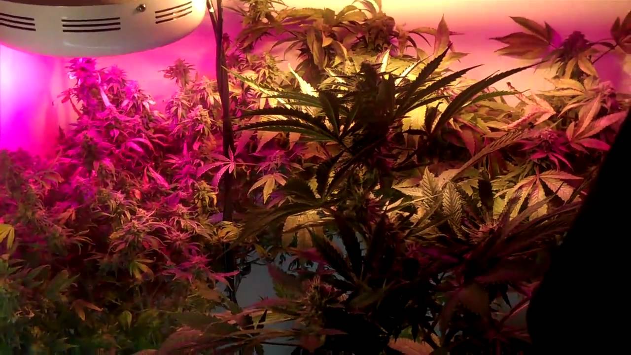 58 Days into My Purple Kush and Grand Daddy purple flower cycle by SACKHEAD420