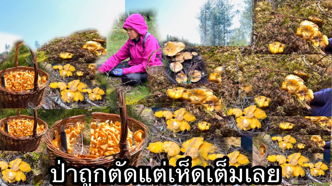เก็บเห็ดป่าตัดไม่นึกว่าจะเยอะขนาดนี้#mushroom #เก็บเห็ดป่าสวีเดน #ยายโสในต่างแดน