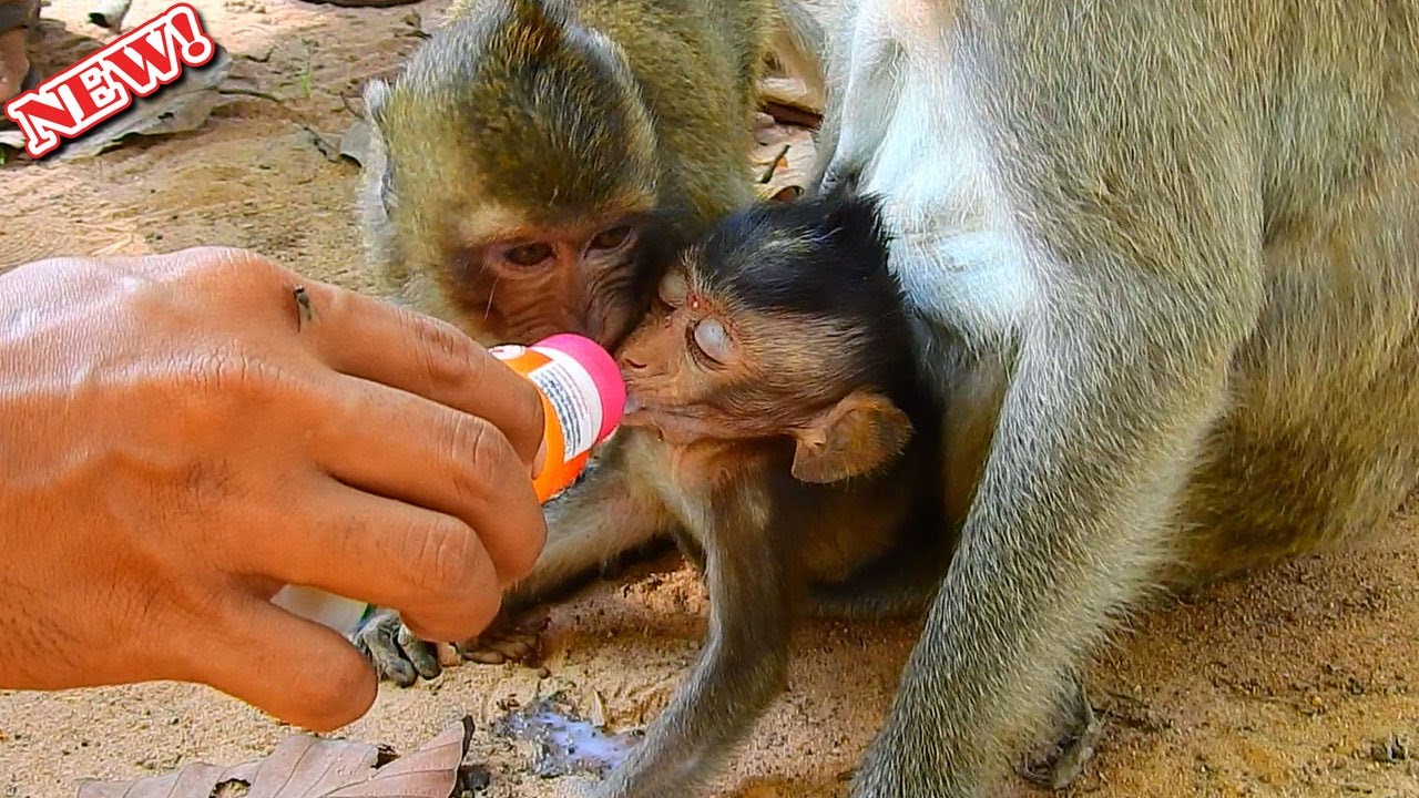 Feeding milk poor Ale while waiting org come to rescue her to treatment by got disturb by Angel&Ada
