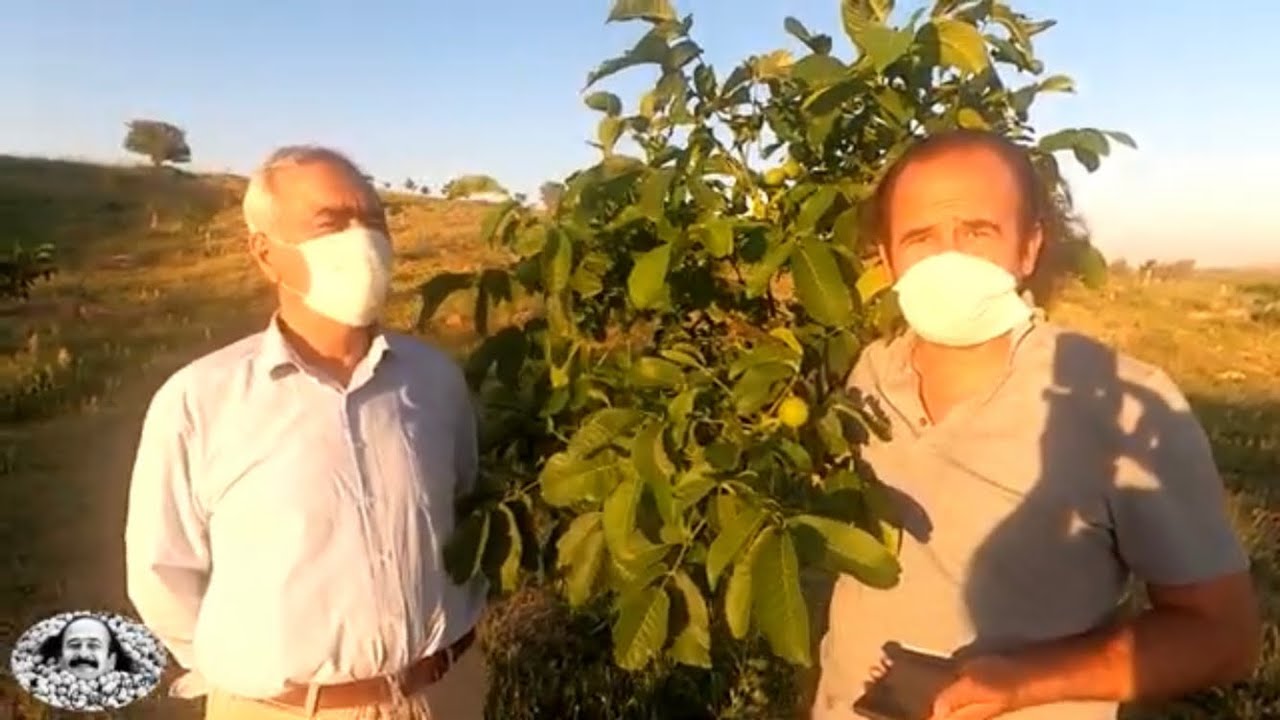 2150 Rakımda Ceviz yetişir mi? Bingöl Adaklı Abdullah beyin bahçesi. Ceviz Adam Ahmet