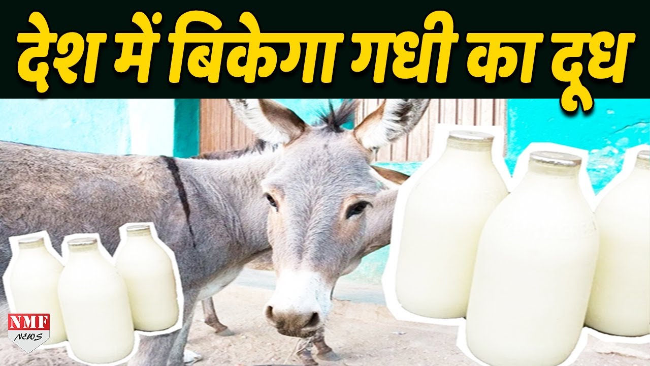 देश में पहली बार शुरू होगी Donkey milk की डेयरी