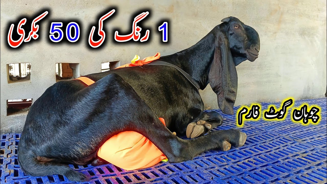 Top Class Amritsari Beetal Goats Of Chohan Goat Farm - Beetal Goat Farming In Pakistan