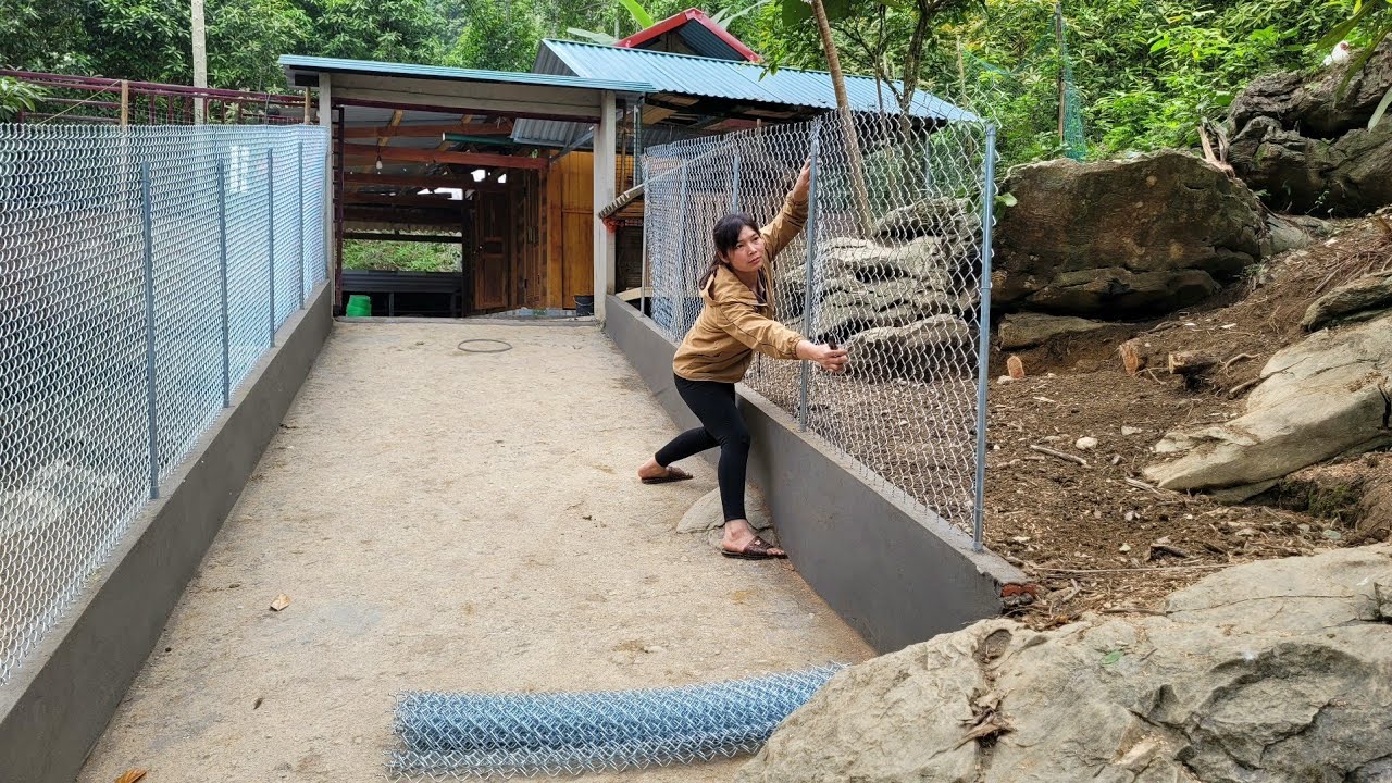 A wire mesh fence was erected around the farm to grow ginger and keep chickens and ducks out.