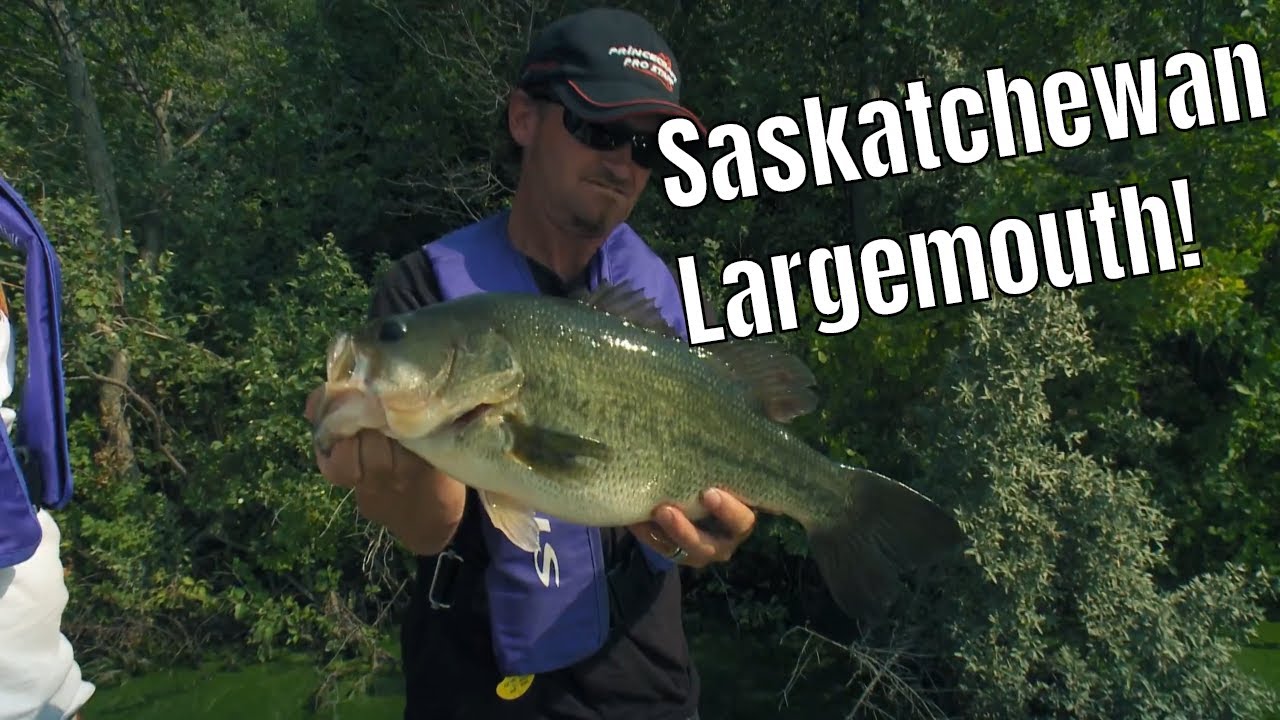 Largemouth Bass In Saskatchewan | Fish'n Canada