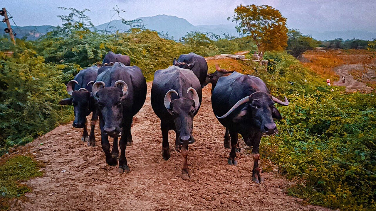 Buffalo Video day-17 evening iam Locked My Home All Buffalos||Shobhamma||