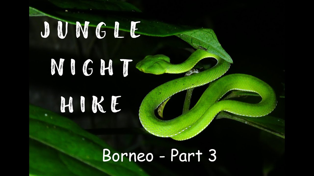 Jungle Night Hike (# 1) - Beautiful and Unusual Wildlife - Borneo Adventure Part 3, Sayap