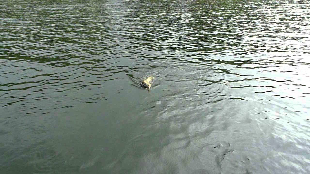 UK Pikeflies