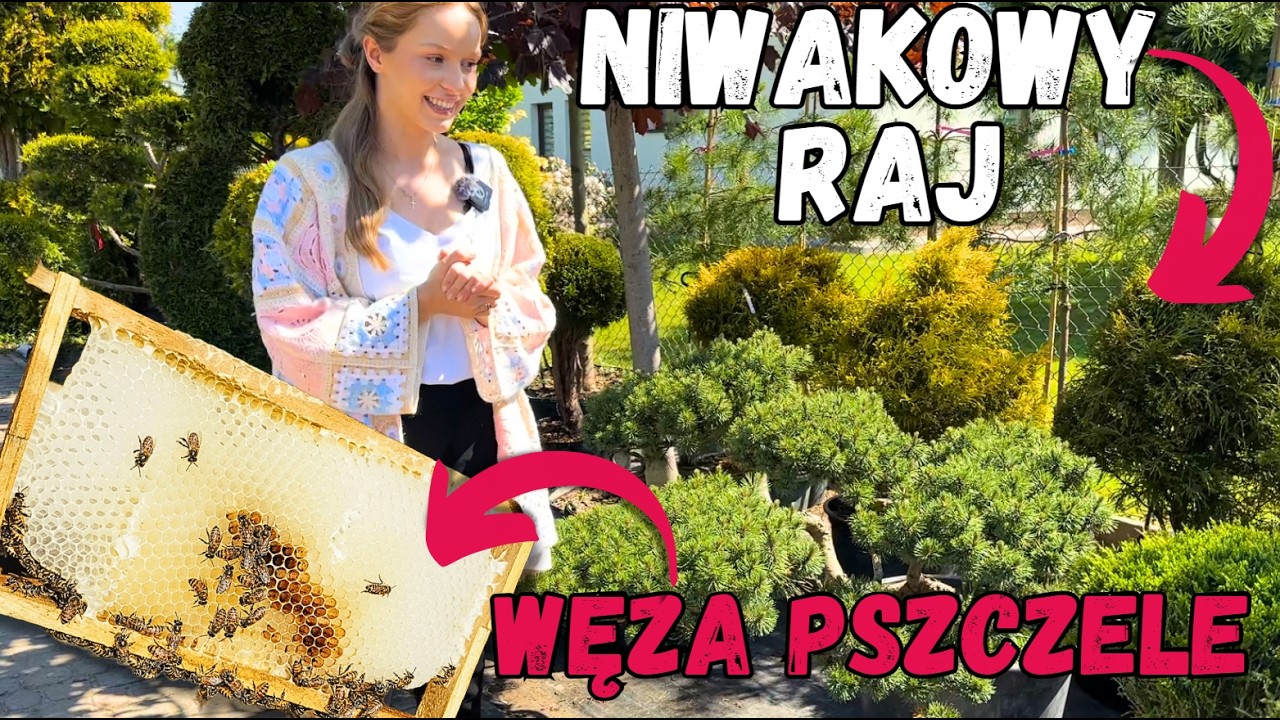 Znaleźliśmy piękne Niwaki | Pszczelarstwo: jedziemy po węza pszczele #ogr&oacute;d #niwaki #pszczelarstwo