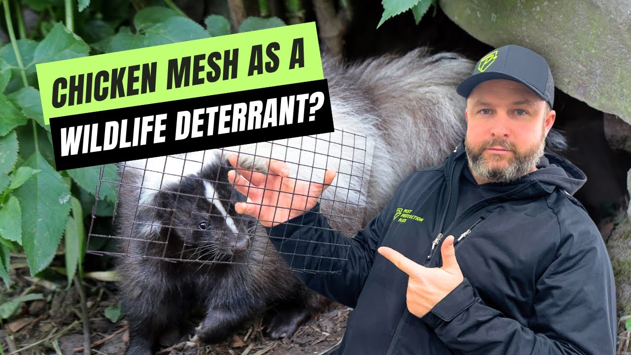 How To Keep Skunks & Raccoons Out For Good