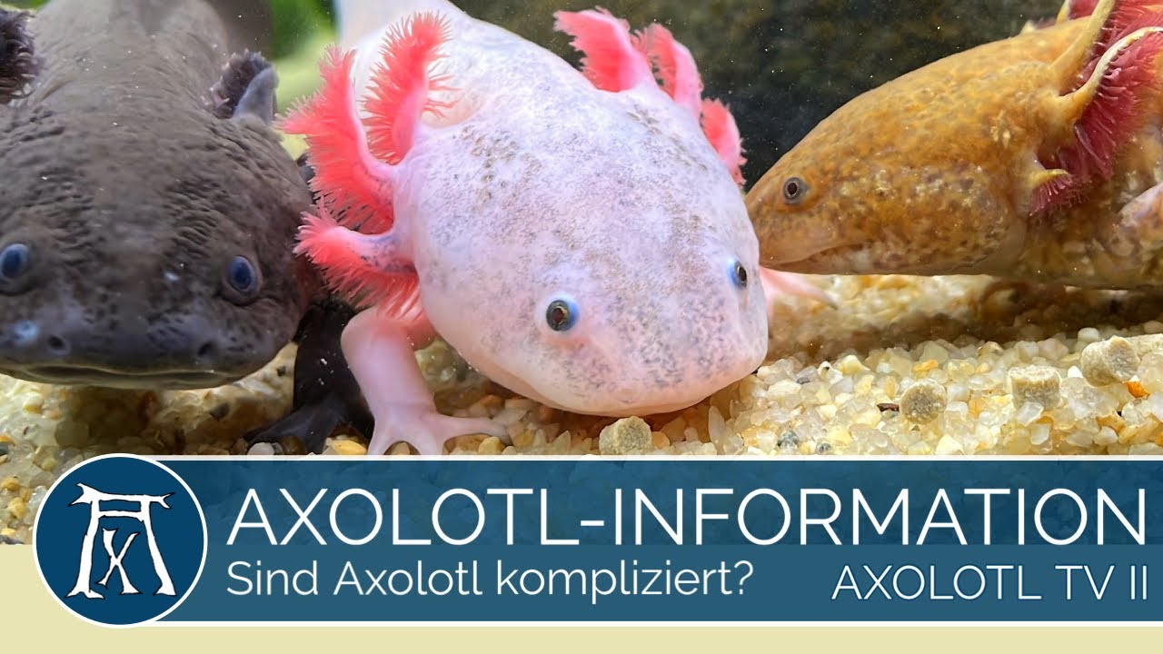 Axolotl Haltung: Sind Axolotl komplizierte Haustiere? (Wichtig)