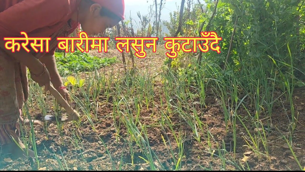 करेसा बारीमा लसुन कुटाउदै karesa barima lasun kutaudai
