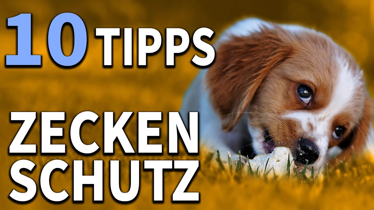 Zeckenschutz für Hunde - 10 Fakten zu Zecken  - TGH 321