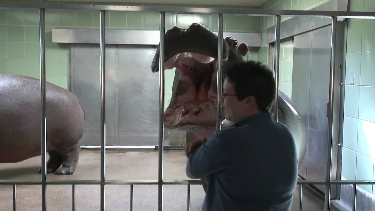 Hippo Feeding at the Cheyenne Mountain Zoo