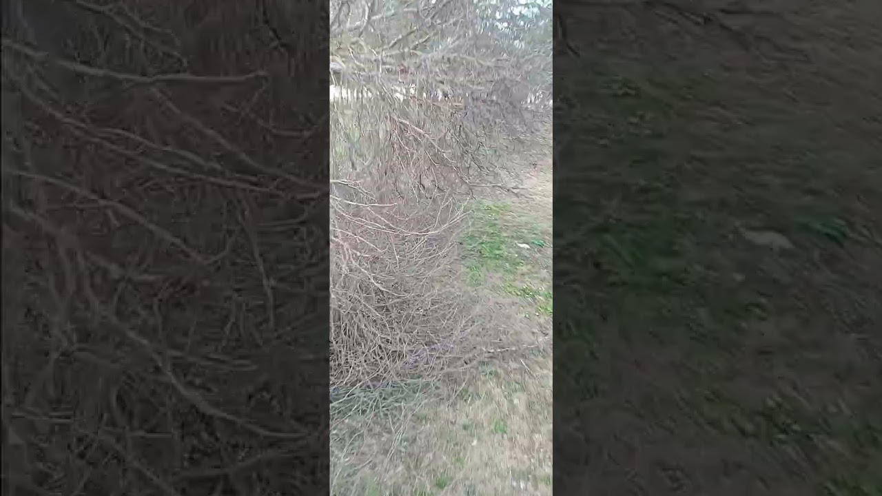 Walking on nature Sound Effects