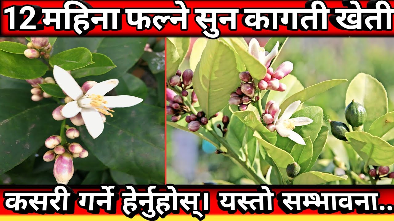१२ महिना फल्ने सुन कागती खेती कसरी गर्ने||Sun Kagati kheti in nepal||lemon Farming @MinuBudha