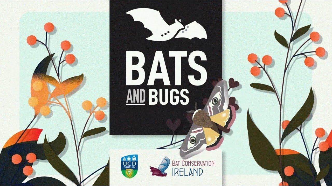 Bats and Bugs - video 1 of 2