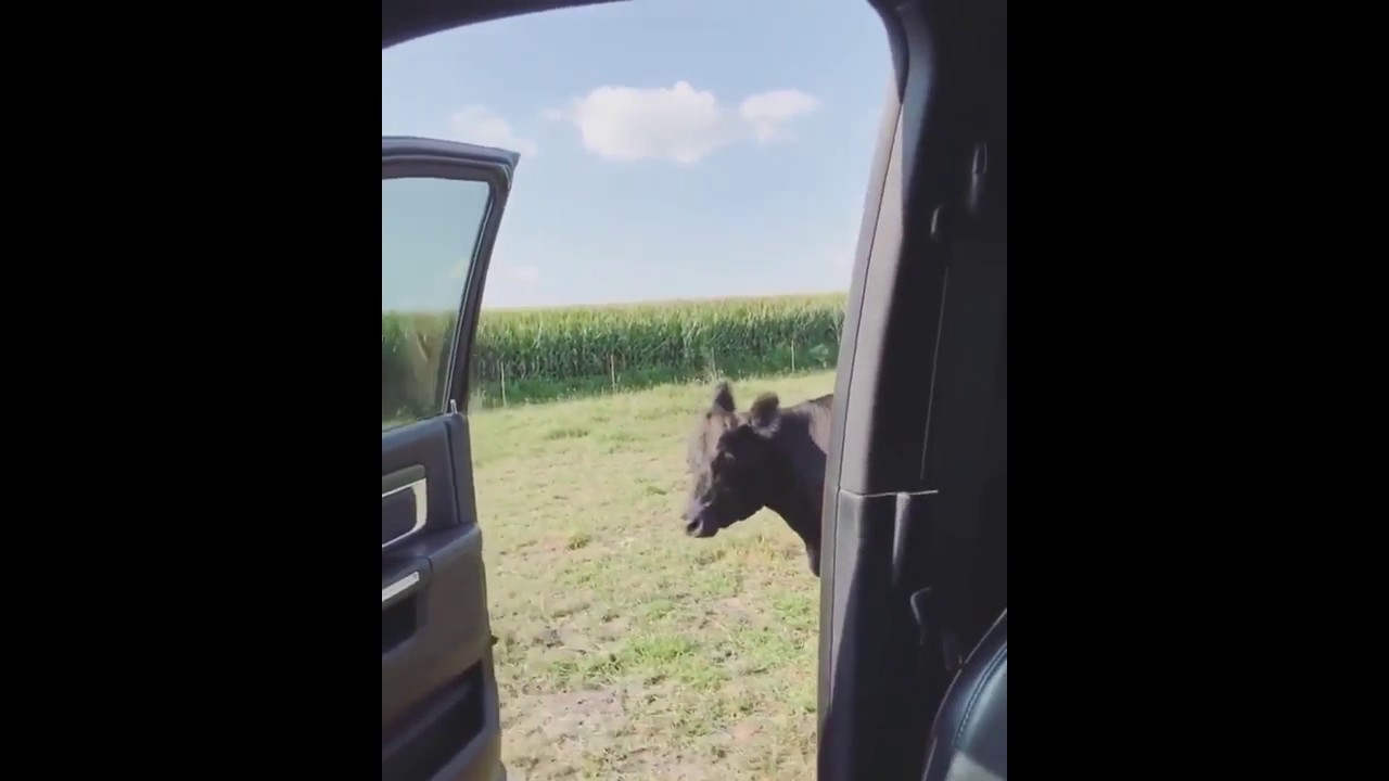 Cow does the Kiki challenge better than....
