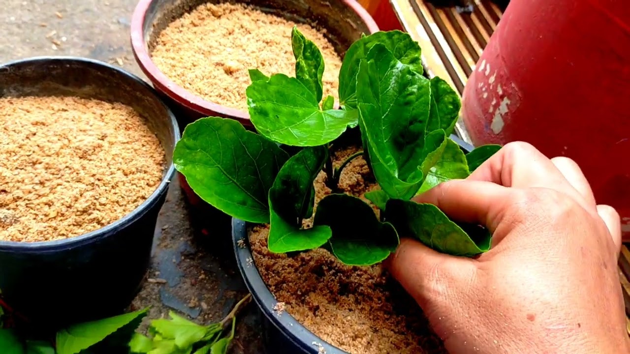 हाइब्रिड गुड़हल की कटिंग लगाएं मेरे तरीके से ll how to grow hybrid Hibiscus from stem cutting