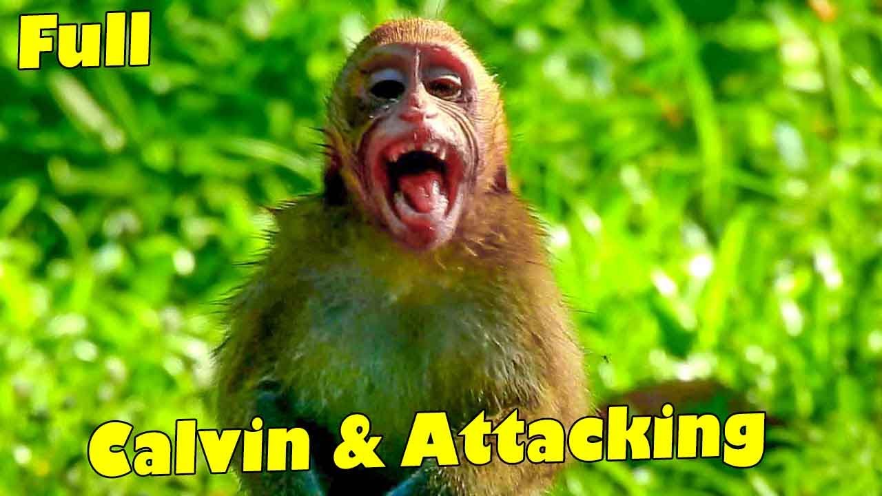 MILLION BREAKING HEART! THIS POOR ABANDONED MONKEY CALVIN WAS ATTACKED BY AMARI.(full Story)