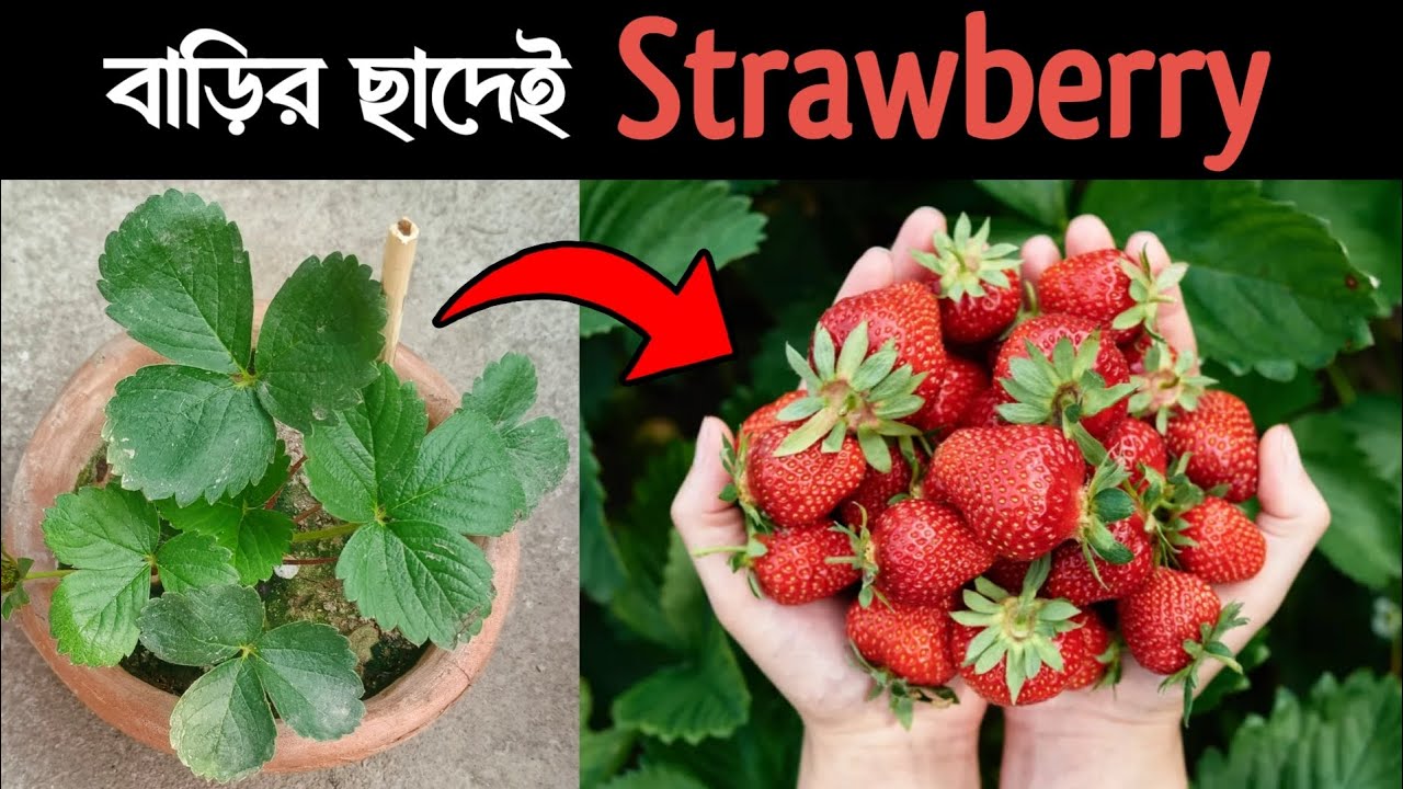 বাড়ির ছাদেই হবে লাল টুকটুকে স্ট্রবেরি | স্ট্রবেরি গাছের প্রতিস্থাপন ও পরিচর্যা | Garden Tips 