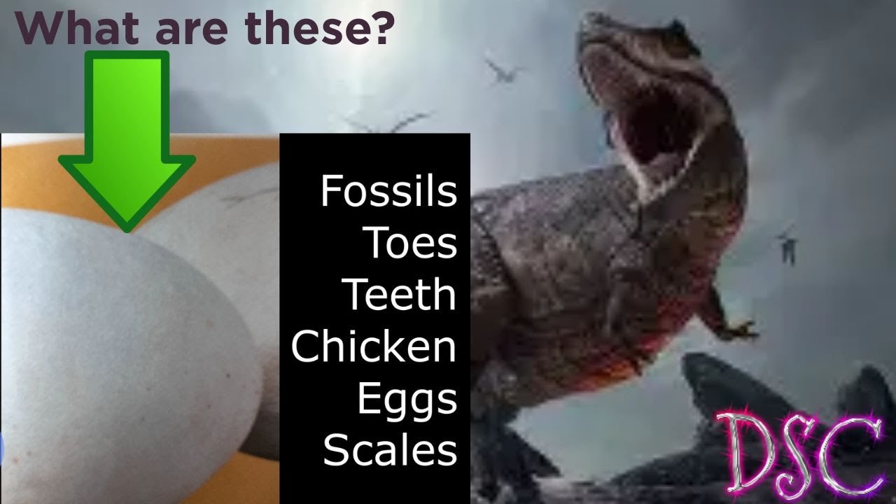 Close-Up Pictures in a T-Rex World