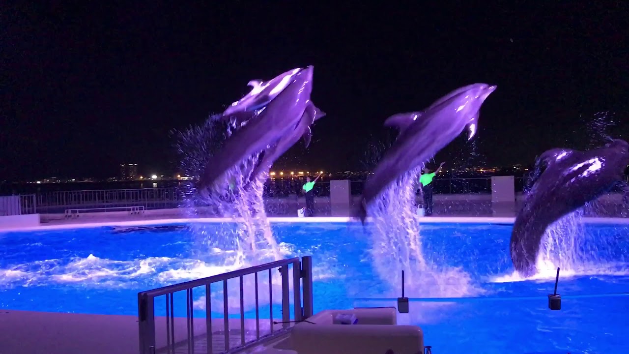 マリンワールド 海の中道 夜のイルカショー