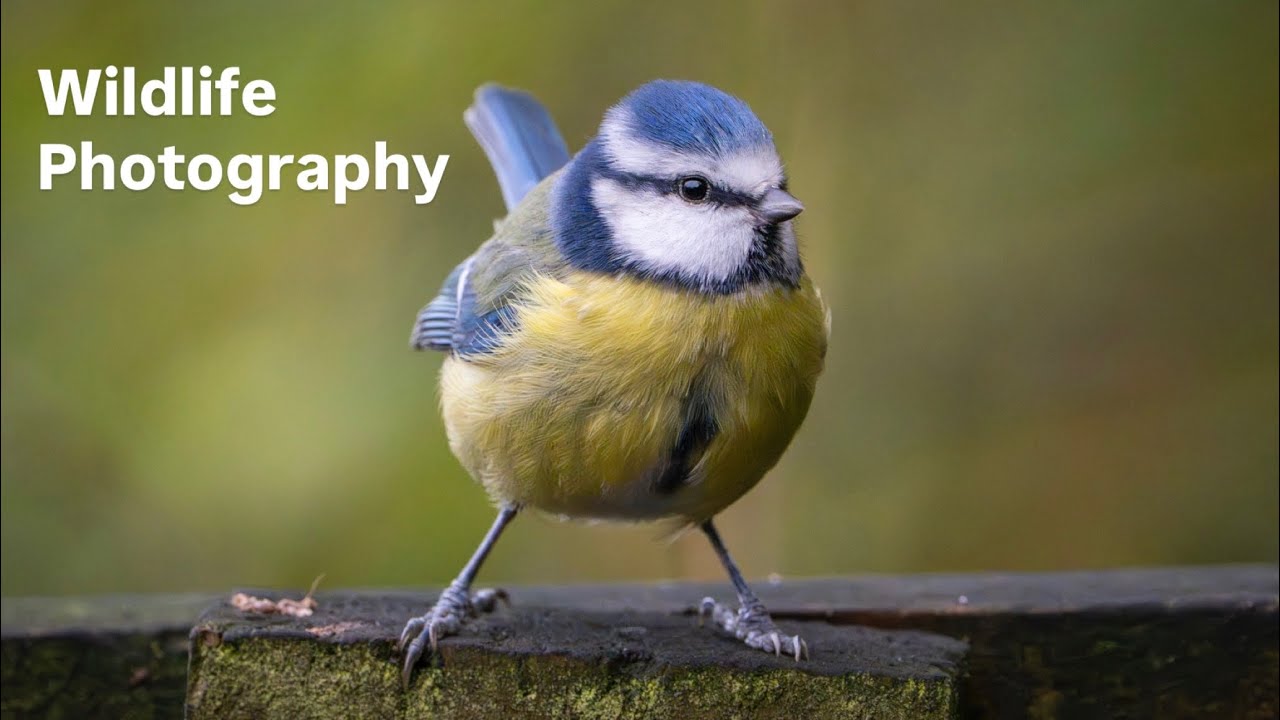 A trip out for some wildlife photography