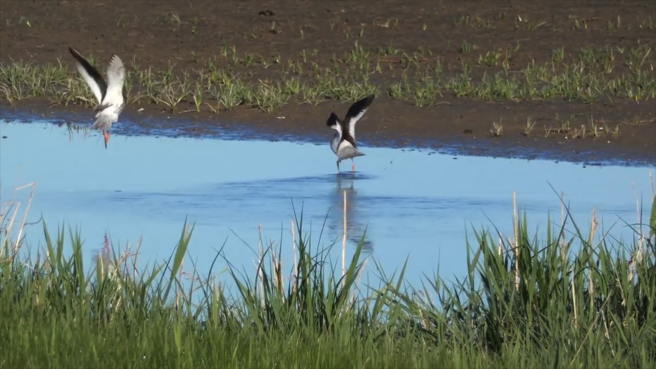 Breeding Birds of Goldcliff - Common Redshank