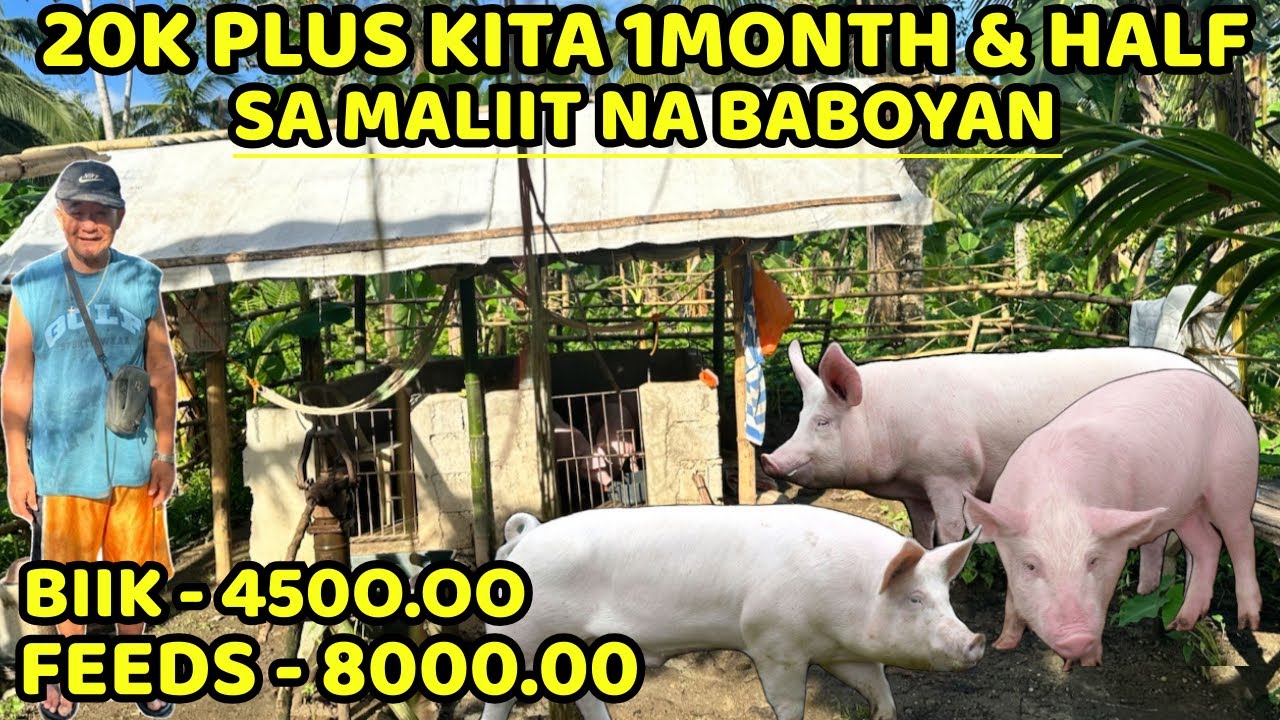 SA MALIIT NA BABOYAN 20K PLUS NA KITA 1MONTH & HALF - TATLONG WHITE PIGS