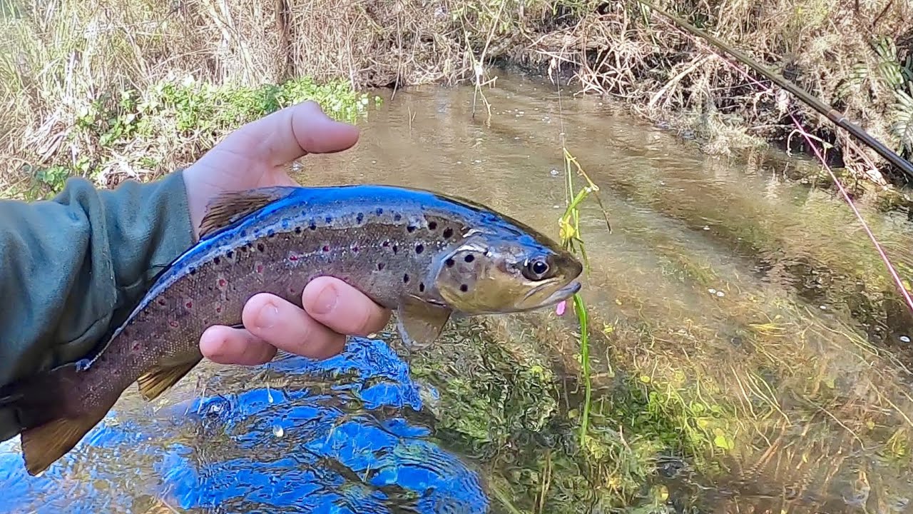 Amazed to Find Brown Trout in my Town's Spring Creek!