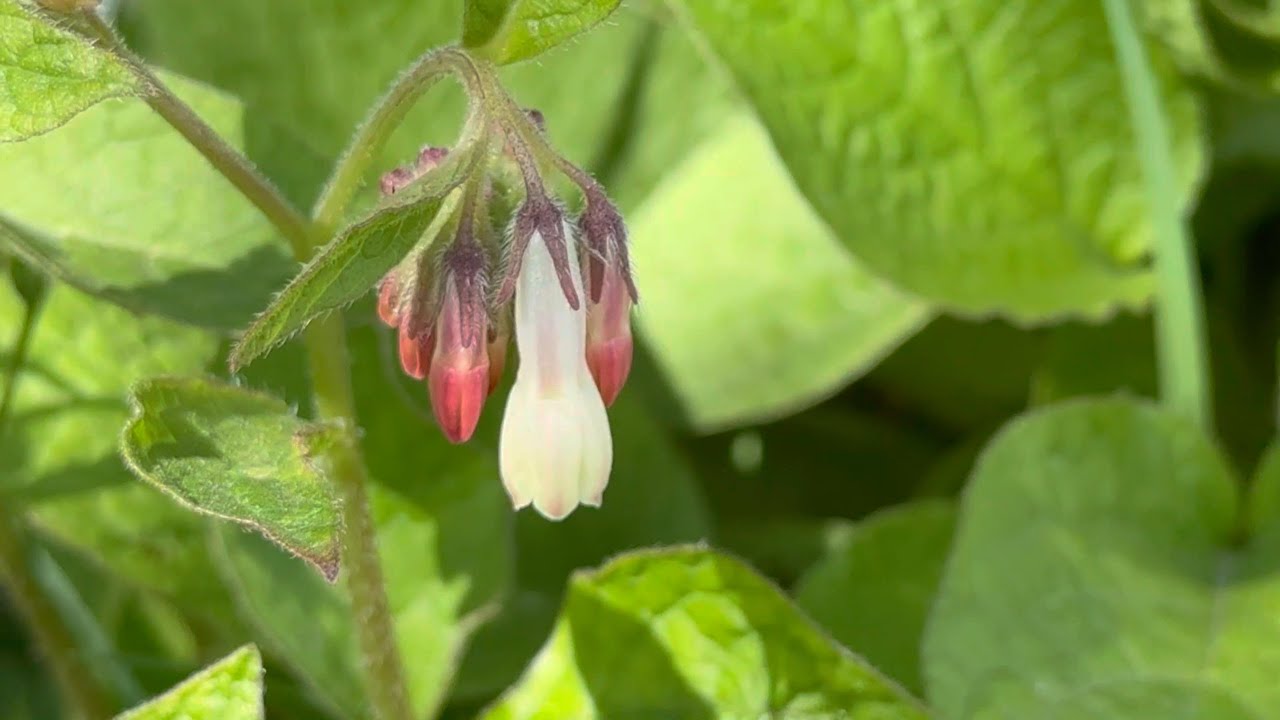Identifying Comfrey, Symphytum Sp. A very useful plant!