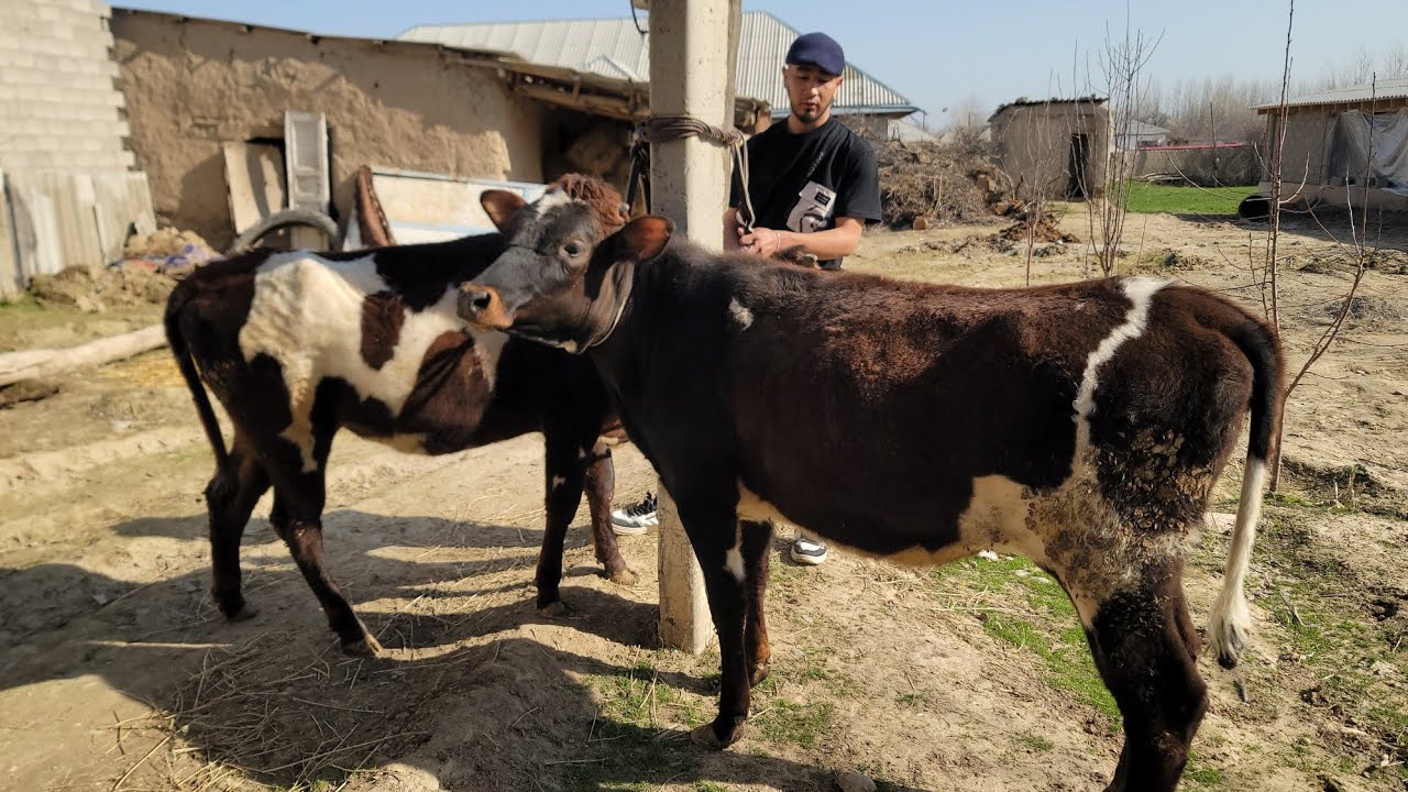 DEHQONDAN 8 BOSH G'INOJIN SOTILADI TEZ KURIG