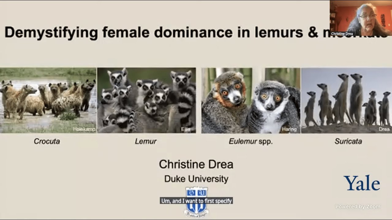Christine Drea: Demystifying female dominance in lemurs and meerkats (16 Sept. 2025)