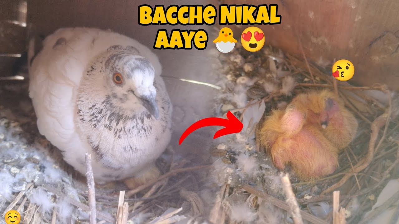Female Ne Bacche Nika Liye🕊️🐣😍 ll 